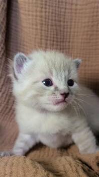 Siamese Cats Available for Adoption - Stew | PetCurious