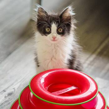 Panko -  Domestic Medium Hair Cat Available for Adoption in Lampasas, Texas - Panko | PetCurious