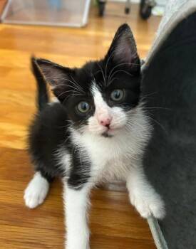 HENRIETTA -  Domestic Short Hair Cat for Adoption in Camarillo, California - HENRIETTA | PetCurious