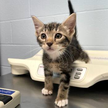 Domestic Short Hair Cats Available for Adoption in Carencro, Louisiana - Monster K | PetCurious