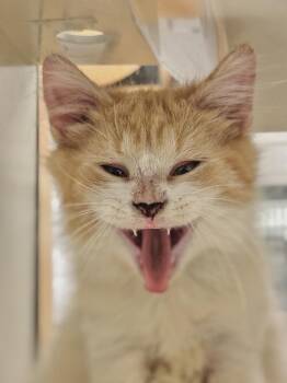 Domestic Short Hair Cats Available for Adoption - Benjamin | PetCurious
