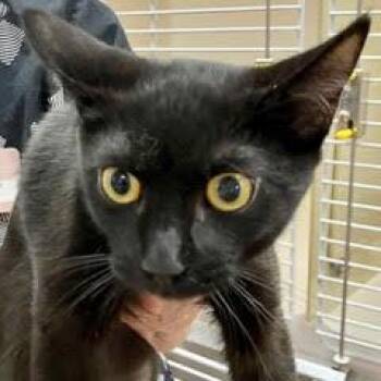 Nordstrom -  Domestic Short Hair Cat for Adoption in Green Valley, Arizona - Nordstrom | PetCurious