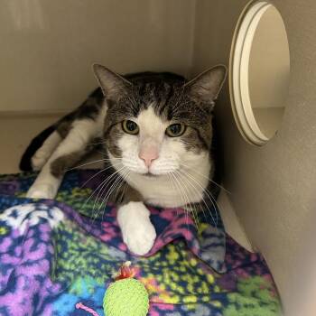Tractor -  Domestic Short Hair Cat for Adoption in Conway, New Hampshire - Tractor | PetCurious