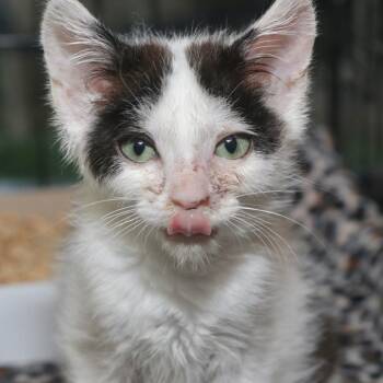 Mozzarella -  Domestic Short Hair Cat for Adoption in Allentown, Pennsylvania - Mozzarella | PetCurious