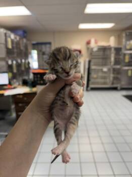 Domestic Short Hair Cats Available for Adoption in Roseville, California - Puffer | PetCurious
