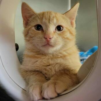 Rescue Domestic Short Hair Cats for Adoption in Columbia, Missouri - Jack-O'-Lantern | PetCurious