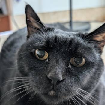 Lucy -  Domestic Short Hair Cat for Adoption in Goleta, California - Lucy | PetCurious