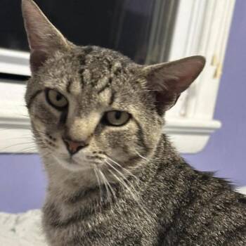 Munchkin -  Domestic Short Hair Cat for Adoption in Aldie, Virginia - Munchkin | PetCurious