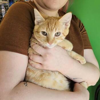 Rescue Domestic Short Hair Cats for Adoption - Helix | PetCurious