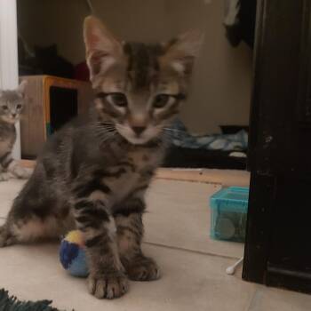 Gale -  Domestic Short Hair Cat for Adoption in Las Vegas, Nevada - Gale | PetCurious