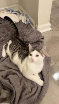 Rescue Domestic Short Hair Cats for Adoption in Lemont, Illinois - Mickey | PetCurious
