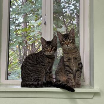 Sven -  Norwegian Forest Cat Cat for Adoption in Kent, Washington - Sven | PetCurious