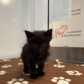 Xenomorph -  Domestic Long Hair Cat for Adoption in Los Angeles, California - Xenomorph | PetCurious