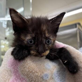 Carousel -  Domestic Medium Hair Cat for Adoption in West Palm Beach, Florida - Carousel | PetCurious