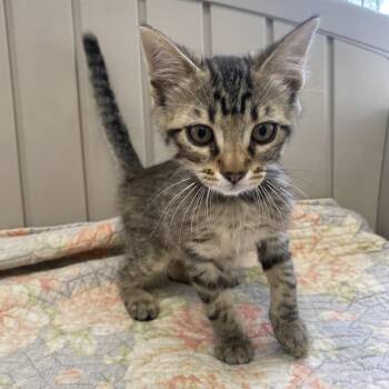 Domestic Short Hair Cats Available for Adoption - Leo | PetCurious