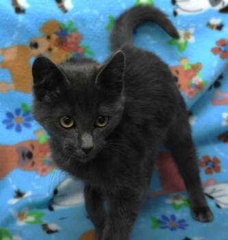 Rescue Domestic Short Hair Cats for Adoption in Thief River Falls, Minnesota - Stormcloud | PetCurious