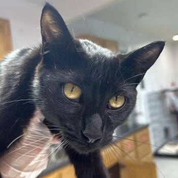 Hermione -  Domestic Short Hair Cat Available for Adoption in Leander, Texas - Hermione | PetCurious