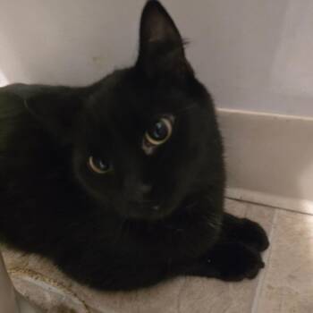 Sabrina -  Domestic Short Hair Cat for Adoption in Klamath Falls, Oregon - Sabrina | PetCurious