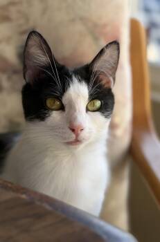 Lulu -  Tuxedo Cat for Adoption in San Anselmo, California - Lulu | PetCurious