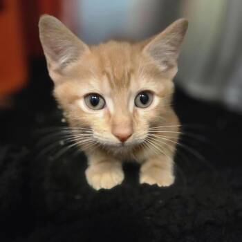 Pauly D -  Domestic Short Hair Cat for Adoption in Bentonville, Arkansas - Pauly D | PetCurious