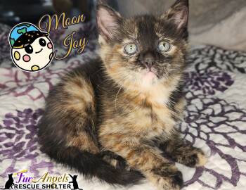 Domestic Short Hair Cats Available for Adoption in Ottawa Hills, Ohio - Moon Joy | PetCurious