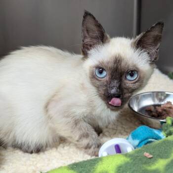 Siamese Cats Available for Adoption - Seaweed | PetCurious