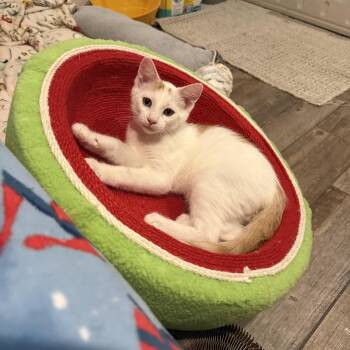 Cashmere -  Domestic Short Hair Cat for Adoption in Blaine, Minnesota - Cashmere | PetCurious