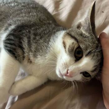 Austin -  Domestic Short Hair Cat for Adoption in Wakefield, Quebec - Austin | PetCurious