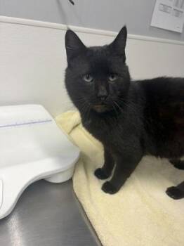 Domestic Short Hair Cats Available for Adoption in West Chester, Pennsylvania - Kingston | PetCurious