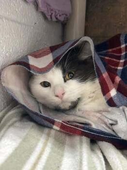 Domestic Short Hair Cats Available for Adoption in Munster, Indiana - Belle | PetCurious