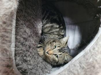 Rescue Domestic Short Hair Cats for Adoption in Ottawa, Ontario - Hunter (m) Brown Marble  Tabby 1yrs Old | PetCurious