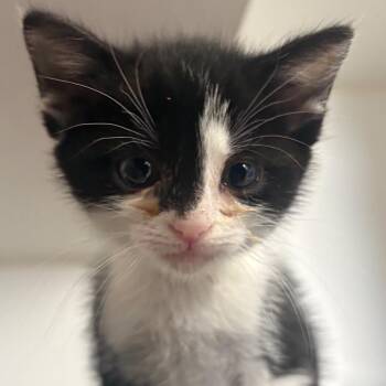 Domestic Medium Hair Cats Available for Adoption in San Pablo, California - Mars | PetCurious