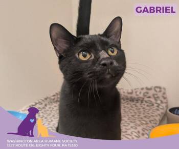 Rescue Domestic Short Hair Cats for Adoption in Eighty Four, Pennsylvania - Gabriel | PetCurious