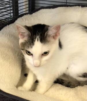 Willa -  Domestic Short Hair Cat for Adoption in Parma, Ohio - Willa | PetCurious