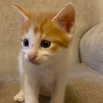 Achilles -  Domestic Short Hair Cat for Adoption in Lewisville, Texas - Achilles | PetCurious