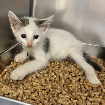 Milo -  Domestic Short Hair Cat for Adoption in Corpus Christi, Texas - Milo | PetCurious