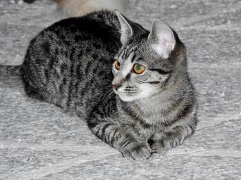 Merida -  Tabby Cat for Adoption in Somerset, Kentucky - Merida | PetCurious