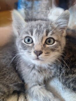 Rescue Domestic Short Hair Cats for Adoption in Chicago, Illinois - Apple | PetCurious