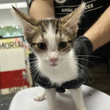 Salt -  Domestic Short Hair Cat for Adoption in Lufkin, Texas - Salt | PetCurious