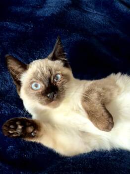 Alika -  Domestic Short Hair and Siamese Cat for Adoption in Fremont, California - Alika | PetCurious