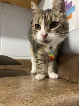 ELSKA -  Domestic Short Hair Cat for Adoption in Tallahassee, Florida - ELSKA | PetCurious