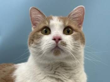 Odin -  Domestic Short Hair Cat for Adoption in Woodbury, Minnesota - Odin | PetCurious