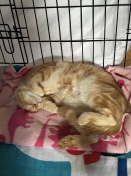 Charlie -  Domestic Short Hair Cat for Adoption in Syracuse, New York - Charlie | PetCurious