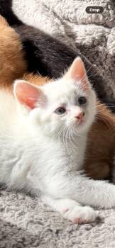 Stewart -  Siamese Cat for Adoption in Lincoln, Nebraska - Stewart | PetCurious