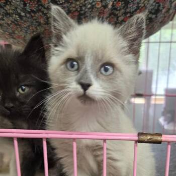 Polar -  Siamese Cat for Adoption in Priest River, Idaho - Polar | PetCurious