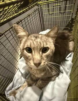 Domestic Short Hair Cats Available for Adoption in San Antonio, Texas - JASPER | PetCurious