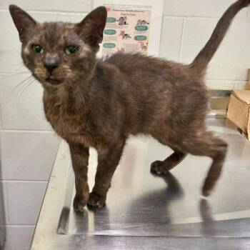 CEDAR -  Domestic Short Hair Cat for Adoption in Toronto, Ontario - CEDAR | PetCurious