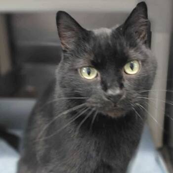 Rescue Domestic Short Hair Cats for Adoption in Lynchburg, Virginia - Tiny | PetCurious