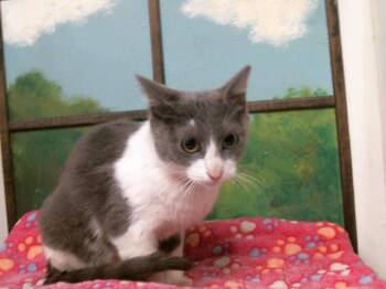 JANINE -  Domestic Short Hair Cat for Adoption in Houston, Texas - JANINE | PetCurious