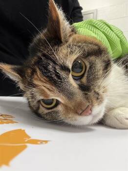 LIZA -  Domestic Short Hair Cat for Adoption in Indianapolis, Indiana - LIZA | PetCurious